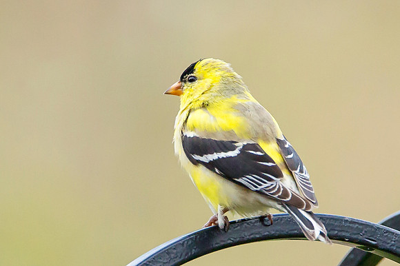 American Goldfinch